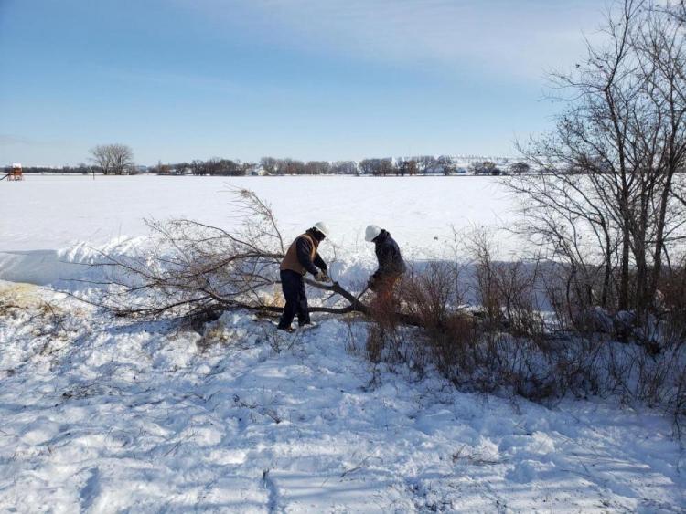 Tree Trimming.jpg